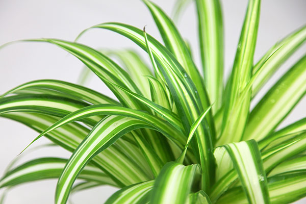 Which Indoor Plant Is For You? - Citrineland Corporation